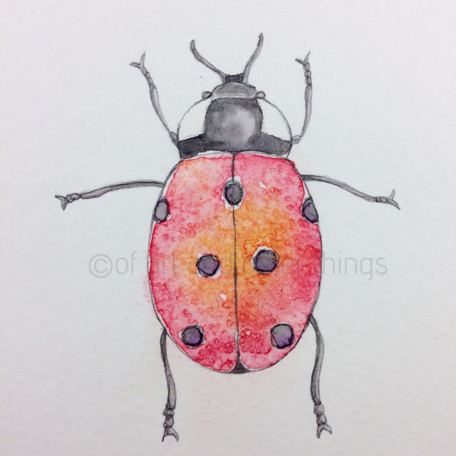 lady beetle
