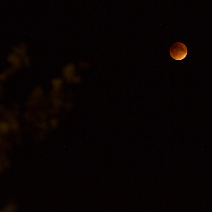 27Sep2015_Lunar Eclipse_34tree