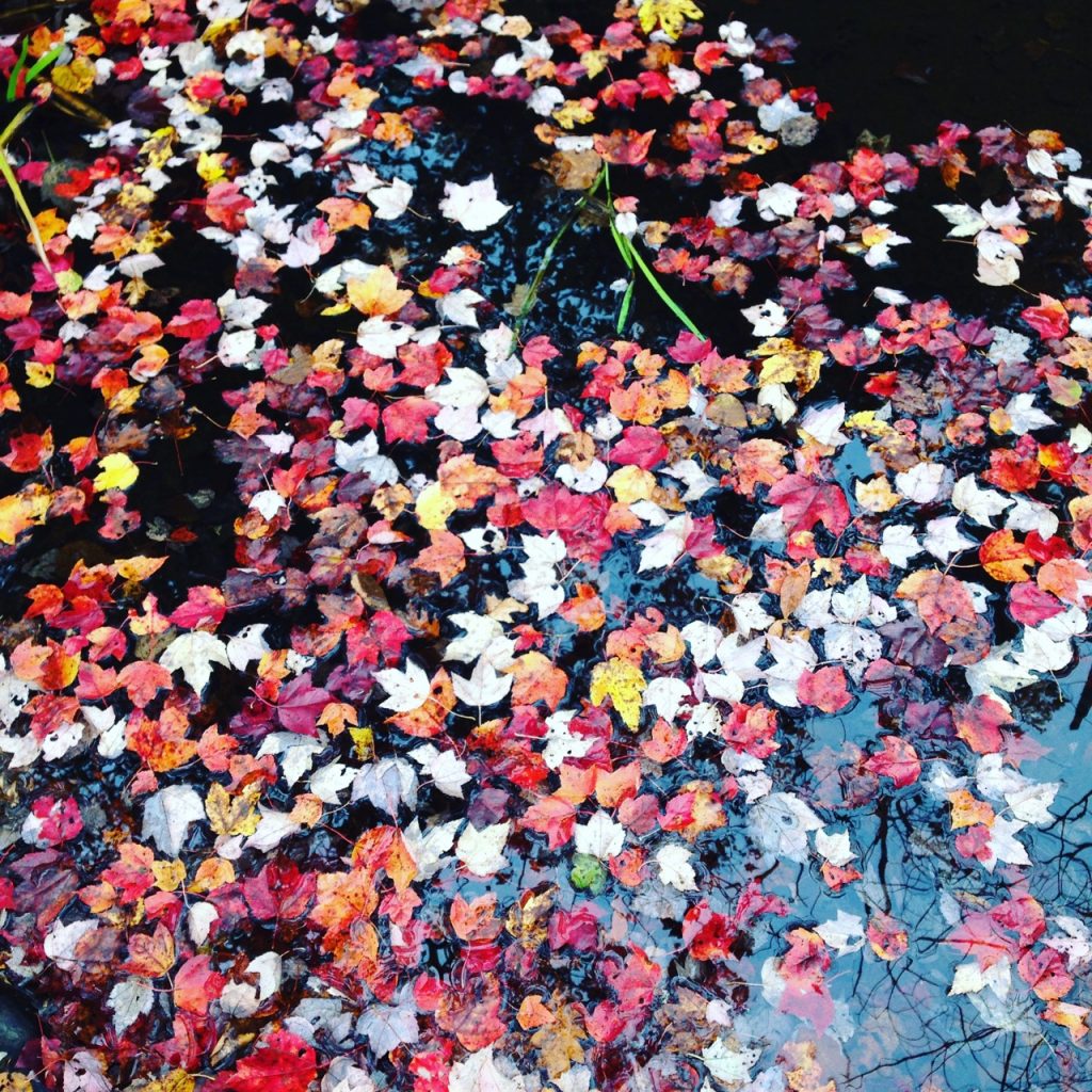 fall colours