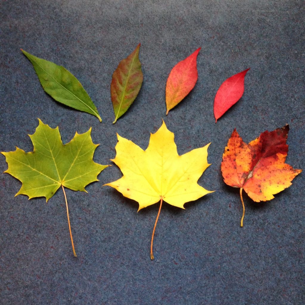 leaves