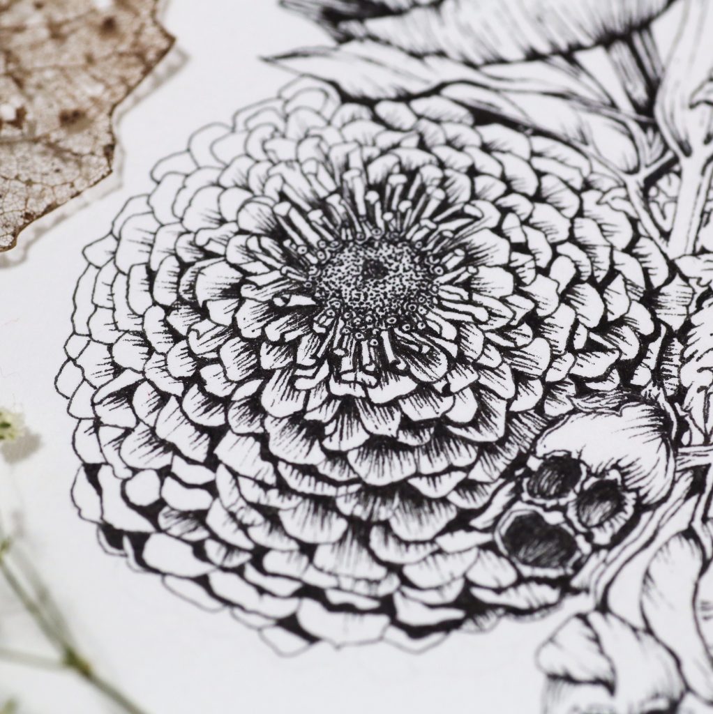 Zinnia flower ink illustration