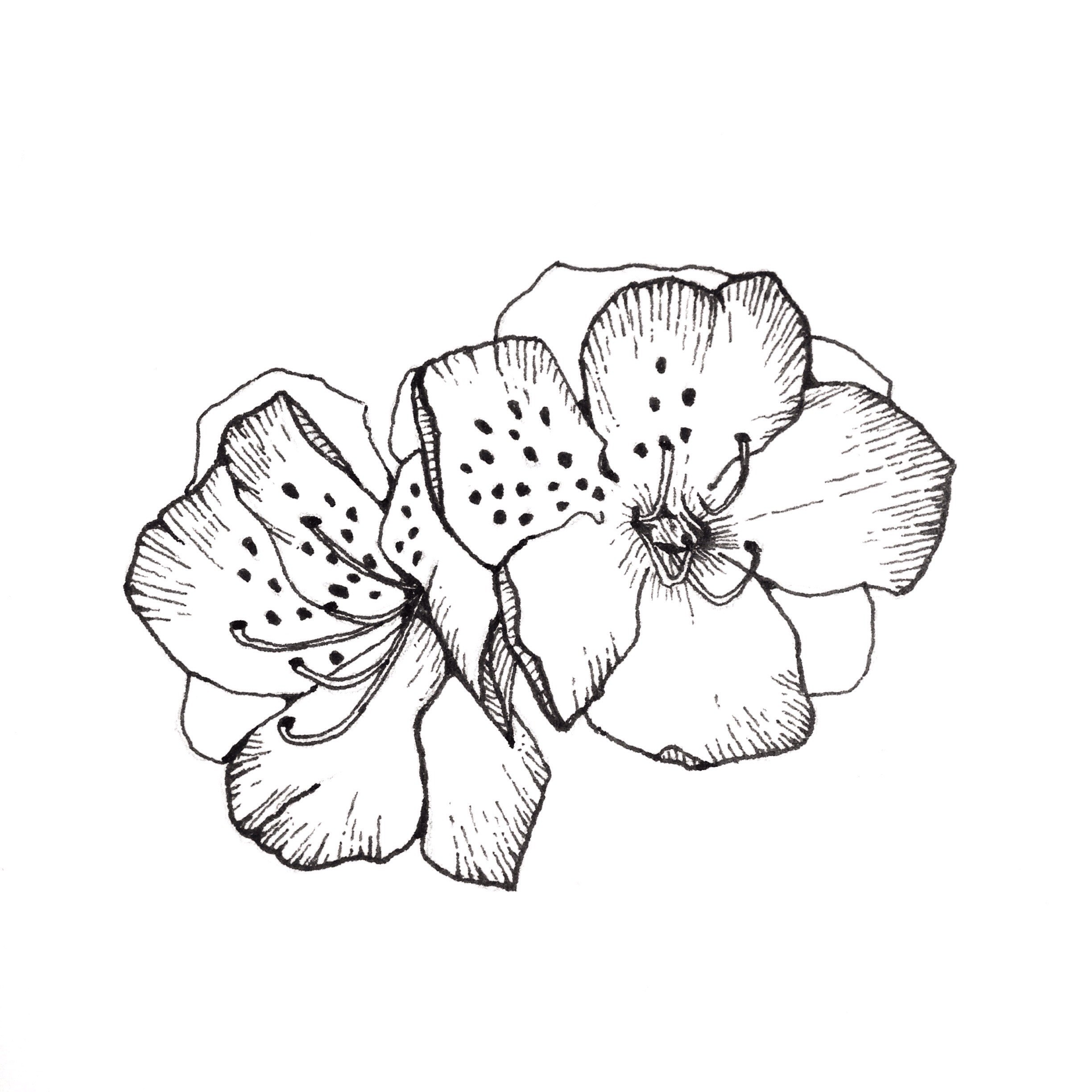 February Flower Drawing Challenge